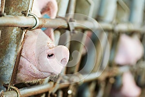 Young pig in shed