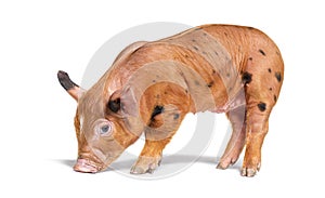 Young pig siniffing the ground mixedbreed, isolated