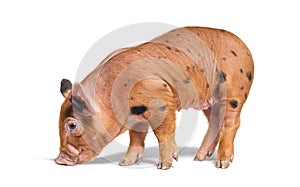 Young pig siniffing the ground mixedbreed, isolated