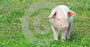 Young pig on a spring grass