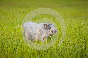 Young pig on a spring green grass