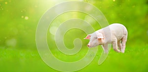 Young pig is standing on the green grass. Happy piglet on the meadow. Wide banner