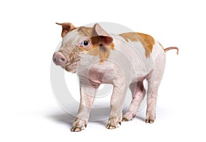 Young pig  standing and looking at camera mixedbreed photo
