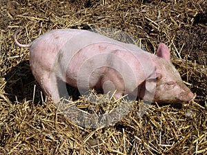 A young pig in the straw