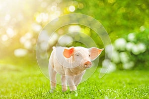 Young pig is walking on the green grass. Happy piglet on the meadow