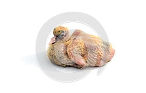 Young pigeon chick without feathers sitting on an isolated white background