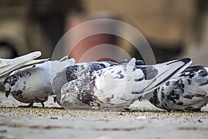 A young pigeon with grey nech and while feather photo