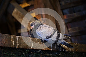 Young pigeon on a wooden ledge, inside an old wooden shack, looking curious at the camera- close up