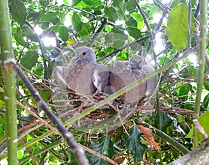 Young pigeons in nest at approximately nineteen days old