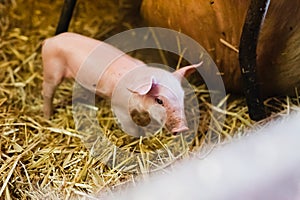 Young piglet in agricultural livestock farm