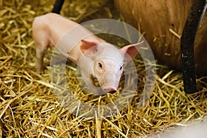 Young piglet in agricultural livestock farm