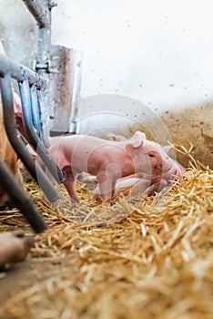 Young piglet in agricultural livestock farm