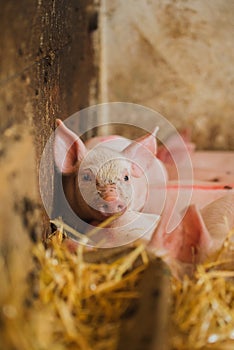 Young piglet in agricultural livestock farm