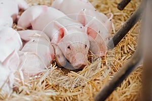 Young piglet in agricultural livestock farm