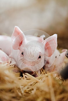 Young piglet in agricultural livestock farm