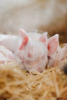 Young piglet in agricultural livestock farm