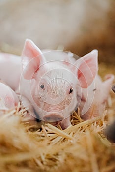 Young piglet in agricultural livestock farm