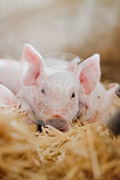 Young piglet in agricultural livestock farm