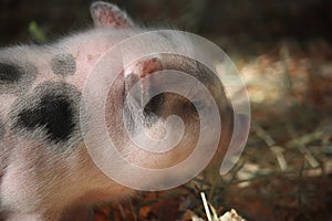 A young piglet with black markings just about to eat hay.