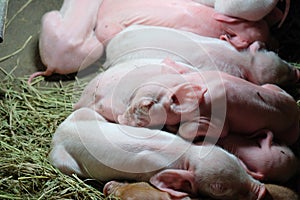 Young piglet on cement floor at pig farm.