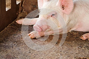 Young piglet on cement floor at pig farm.