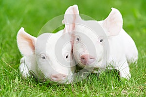 Young piglet on green grass