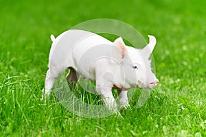 Young piglet on green grass