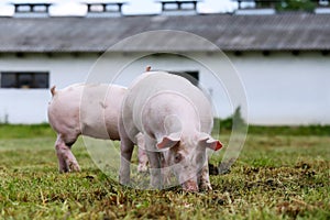 Pigs farming raising breeding in animal farm rural scene