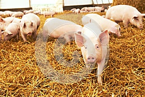 Young piglet on hay at pig farm