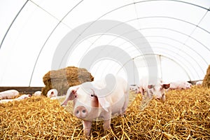 Young piglet on hay at pig farm