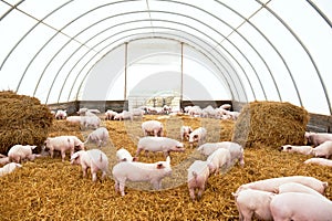 Young piglet on hay at pig farm