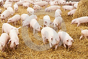 Young piglet on hay at pig farm