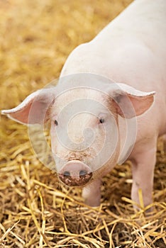 Young piglet on hay at pig farm