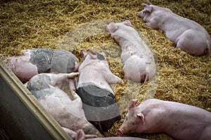 Young piglet on hay at pig farm