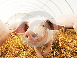 Young piglet on hay at pig farm