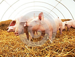 Young piglet on hay at pig farm