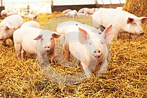 Young piglet on hay at pig farm photo