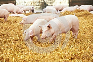 Young piglet on hay at pig farm photo