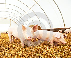 Young piglet on hay at pig farm