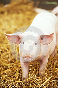 Young piglet on hay and straw at pig breeding farm