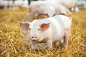 Young piglet on hay and straw at pig breeding farm