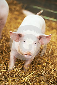 Young piglet on hay and straw at pig breeding farm