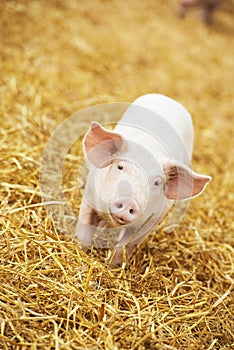Young piglet on hay and straw at pig breeding farm