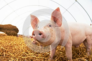 Young piglet at pig breeding farm