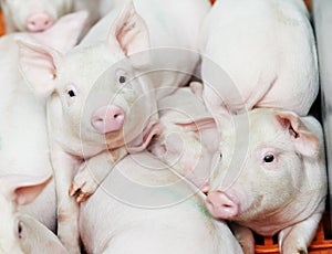 Young piglet at pig farm