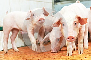 Young piglet at pig farm