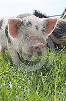 A young piglet stood in a field photo