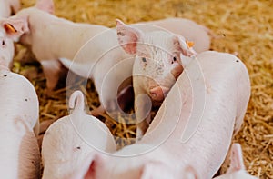 Young piglets in agricultural livestock farm