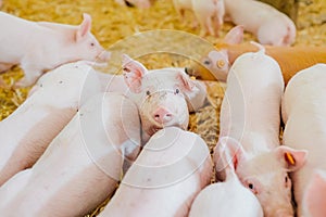 Young piglets in agricultural livestock farm