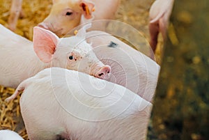 Young piglets in agricultural livestock farm